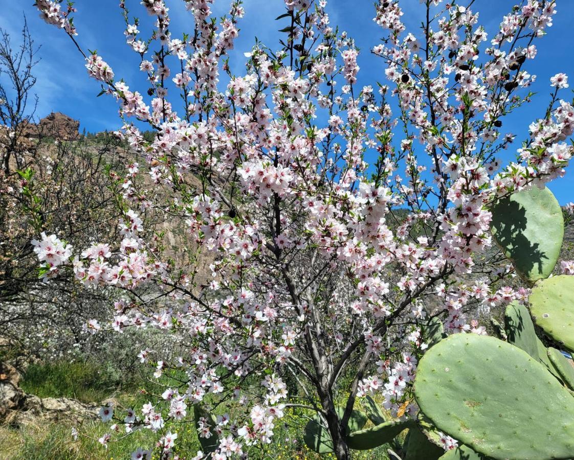 Casa Rural Los Pinares El Juncal De Tejeda Екстериор снимка
